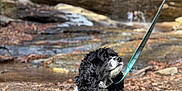 Ricky is registered to the contest to win money with this photo: animal, black_and_white, blue_jacket, canine, companion, curly_fur, daylight, dog, forest_floor, fur, ground, leash, leaves, muzzle, nature, outdoor, pet, resting, rocks, walking_gear