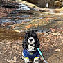 Ricky is registered to the contest to win money with this photo: adventure, animal, black_and_white, canine, cute, daylight, dirt, dog, forest, fur, jacket, leash, leaves, nature, outdoor, pet, portrait, rocks, sitting, waterfall