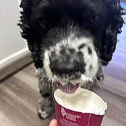 Ricky joined the competition — help win amazing prizes! dog, black_and_white, ice_cream, cup, hand, floor, indoor, pet, licking, close_up, blurred, fur, animal, tongue, container, human_hand, rings, wood_floor, white_wall, treat