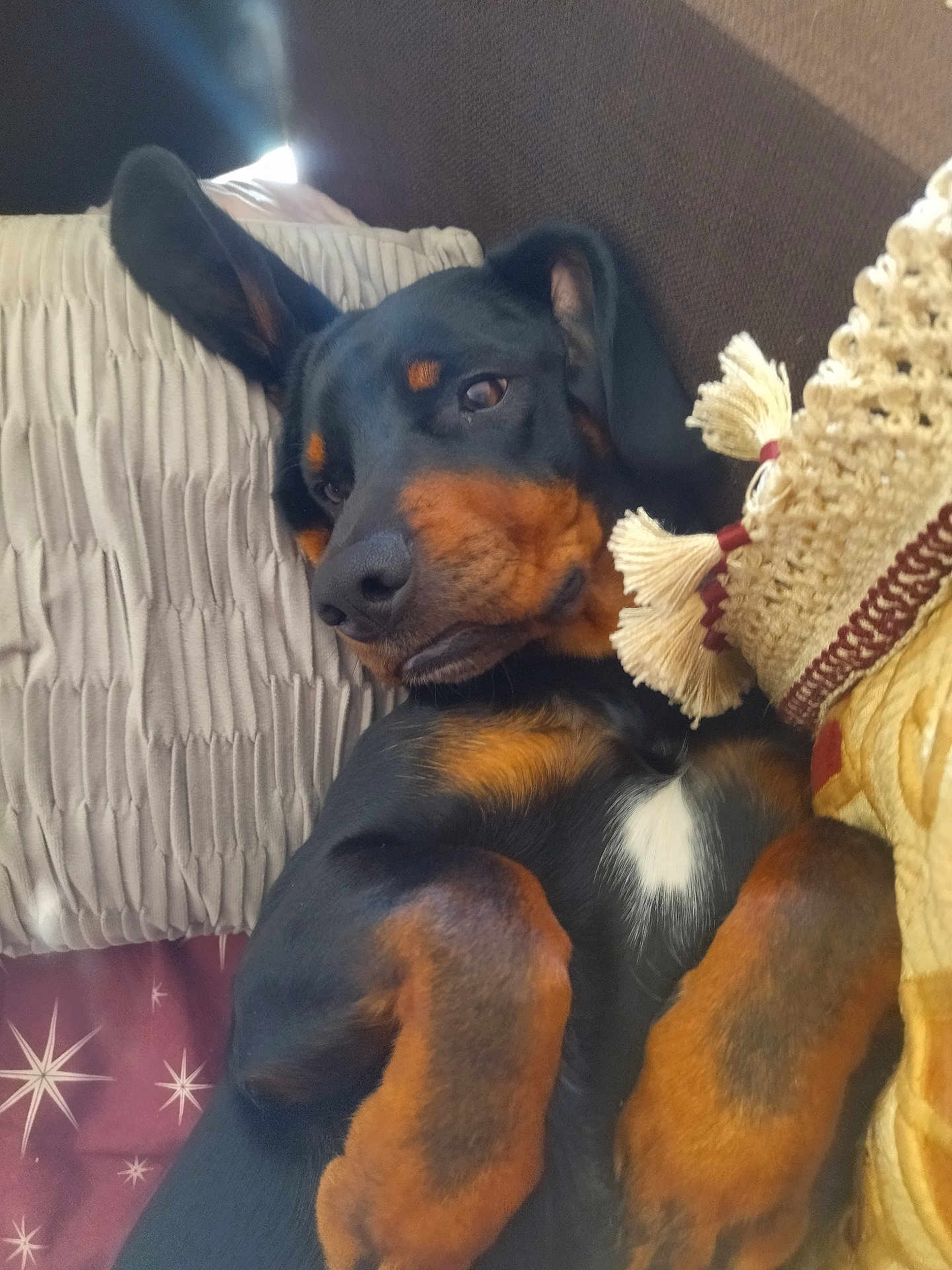 Shiva participe au concours pour gagner de l'argent avec cette photo : dog, pet, lying_down, cushion, blanket, indoors, relaxed, cozy, brown, black, fur, ears, nose, paw, resting, animal, companion, cute, home, portrait