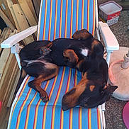 Shiva participe au concours pour gagner de l'argent avec cette photo : dog, doberman, lounge_chair, striped_fabric, outdoor, relaxed, paw, belly, wood, planks, fence, garden, pet, black, brown, resting, animal, canine, summer, sunny