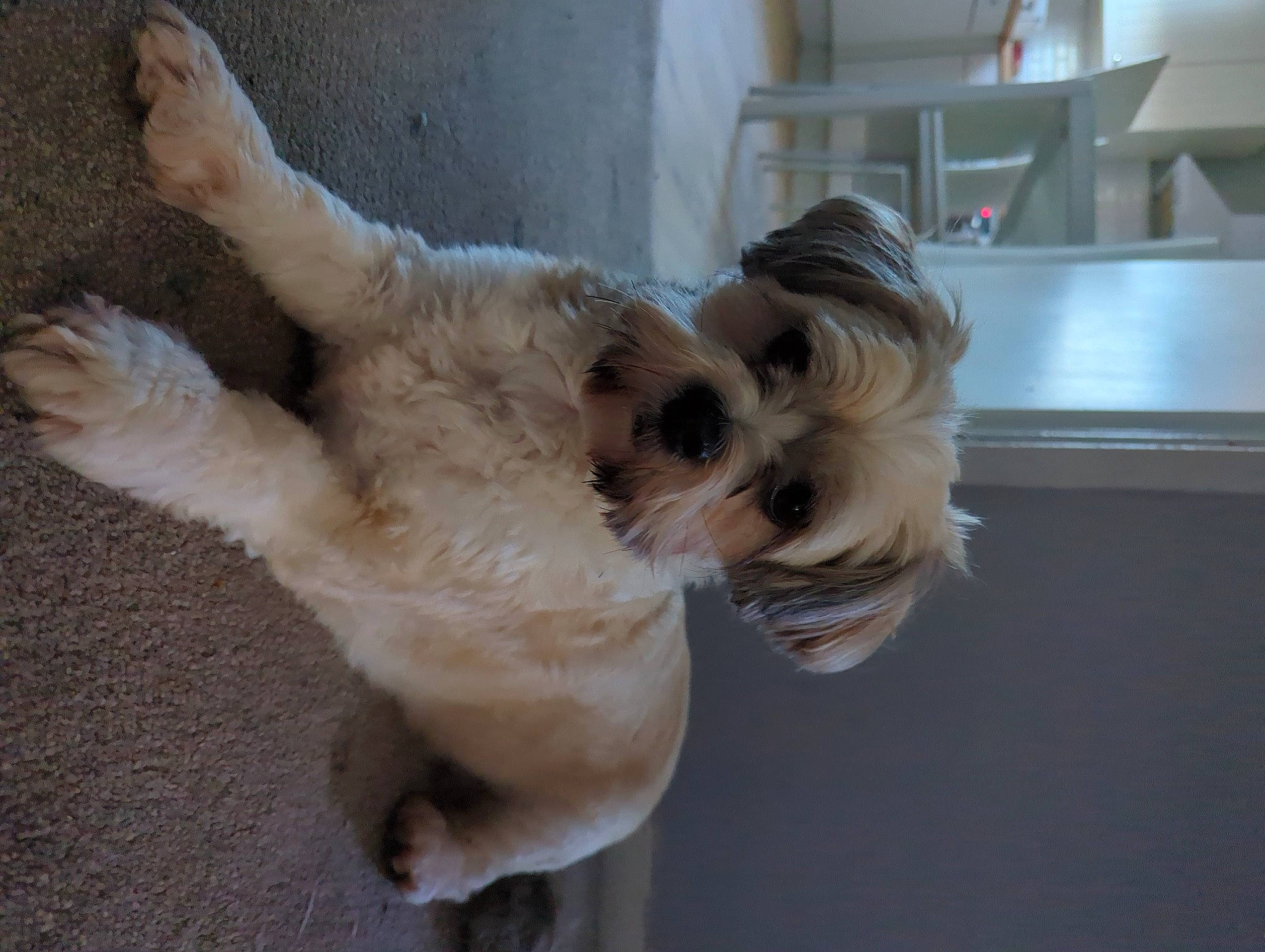 Coco joined the competition — help win amazing prizes! carnivore, companion_dog, dog, dog_breed, dog_supply, fawn, felidae, fur, non_sporting_group, paw, small_terrier, sporting_group, tail, terrier, toy_dog, working_animal