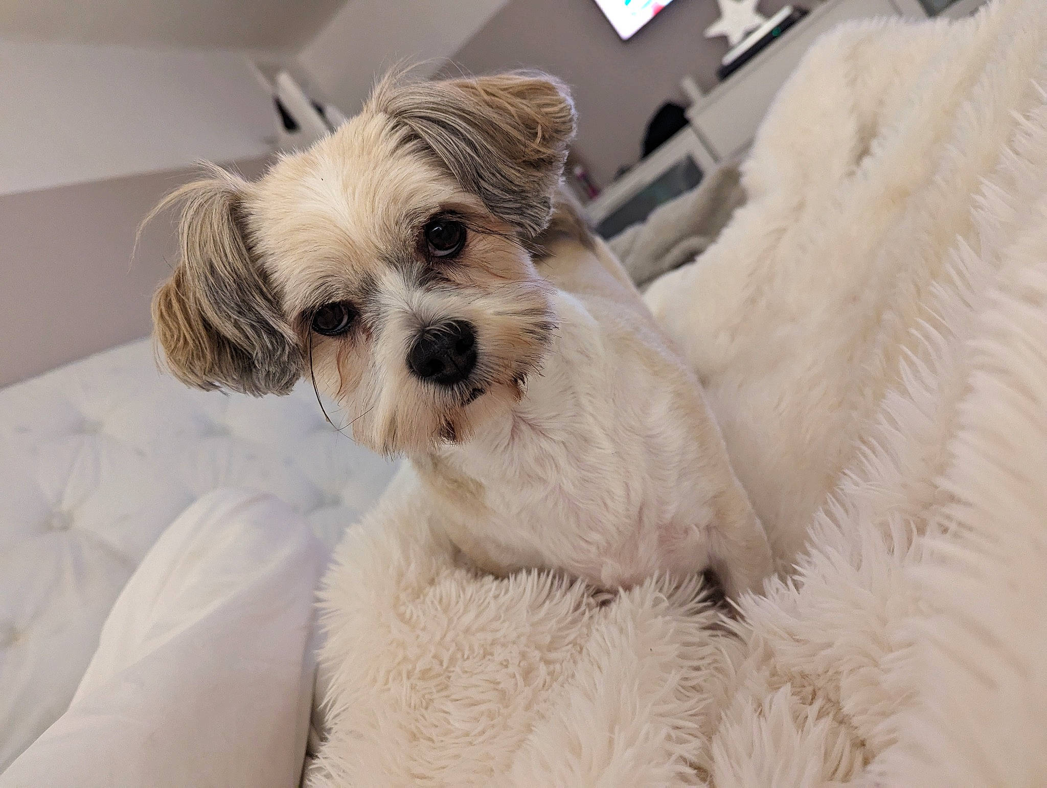 Coco joined the competition — help win amazing prizes! canidae, carnivore, comfort, companion_dog, dog, dog_breed, dog_collar, dog_supply, fur, linens, maltepoo, non_sporting_group, poodle_crossbreed, puppy_love, small_terrier, snout, sporting_group, terrier, toy_dog, working_animal