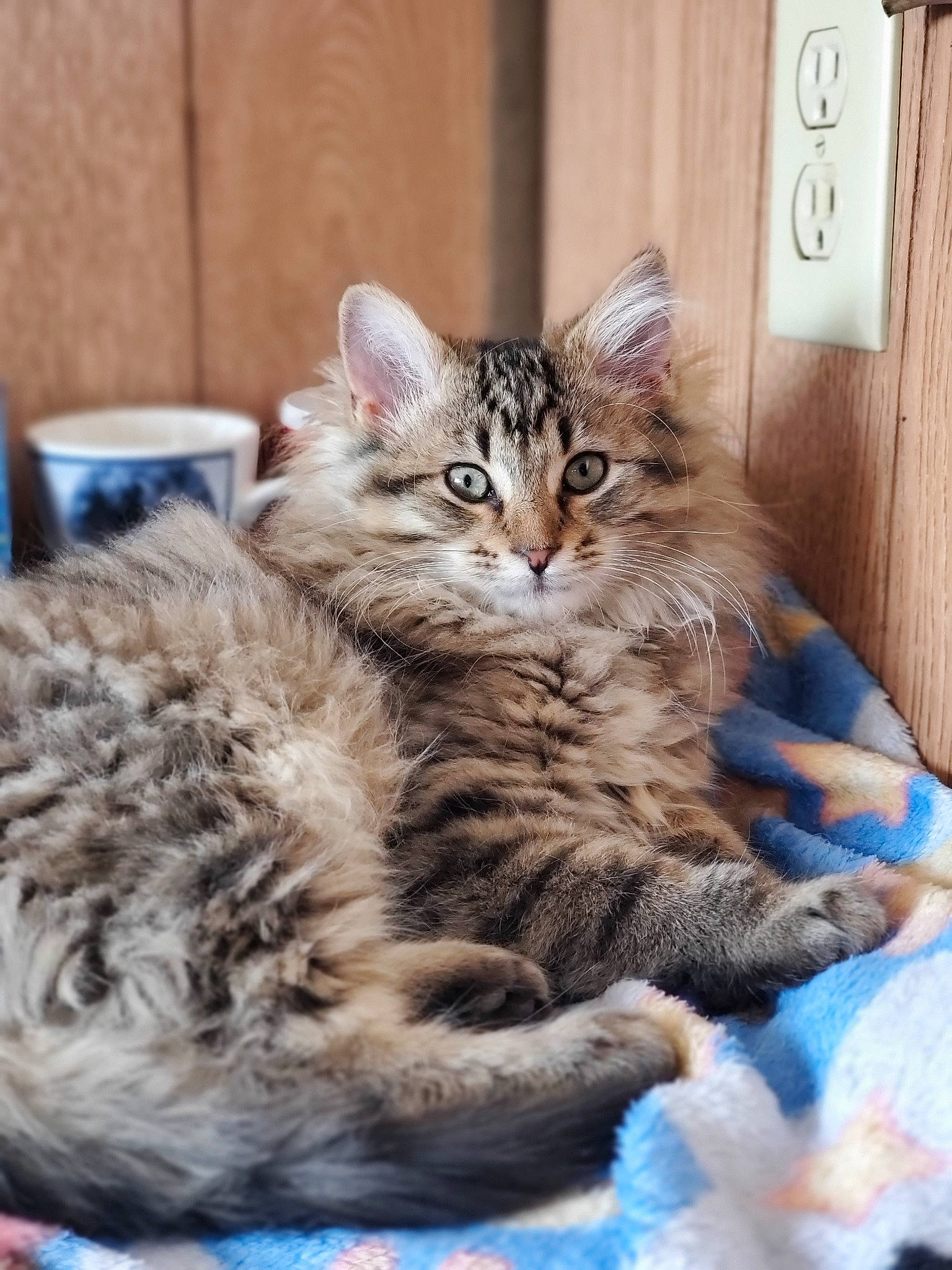 Mowgli joined the competition — help win amazing prizes! american_shorthair, asian, british_semi_longhair, carnivore, cat, domestic_long_haired_cat, domestic_short_haired_cat, dragon_li, european_shorthair, felidae, kitten, maine_coon, mammal, norwegian_forest_cat, pixie_bob, siberian, small_to_medium_sized_cats, tabby_cat, vertebrate, whiskers