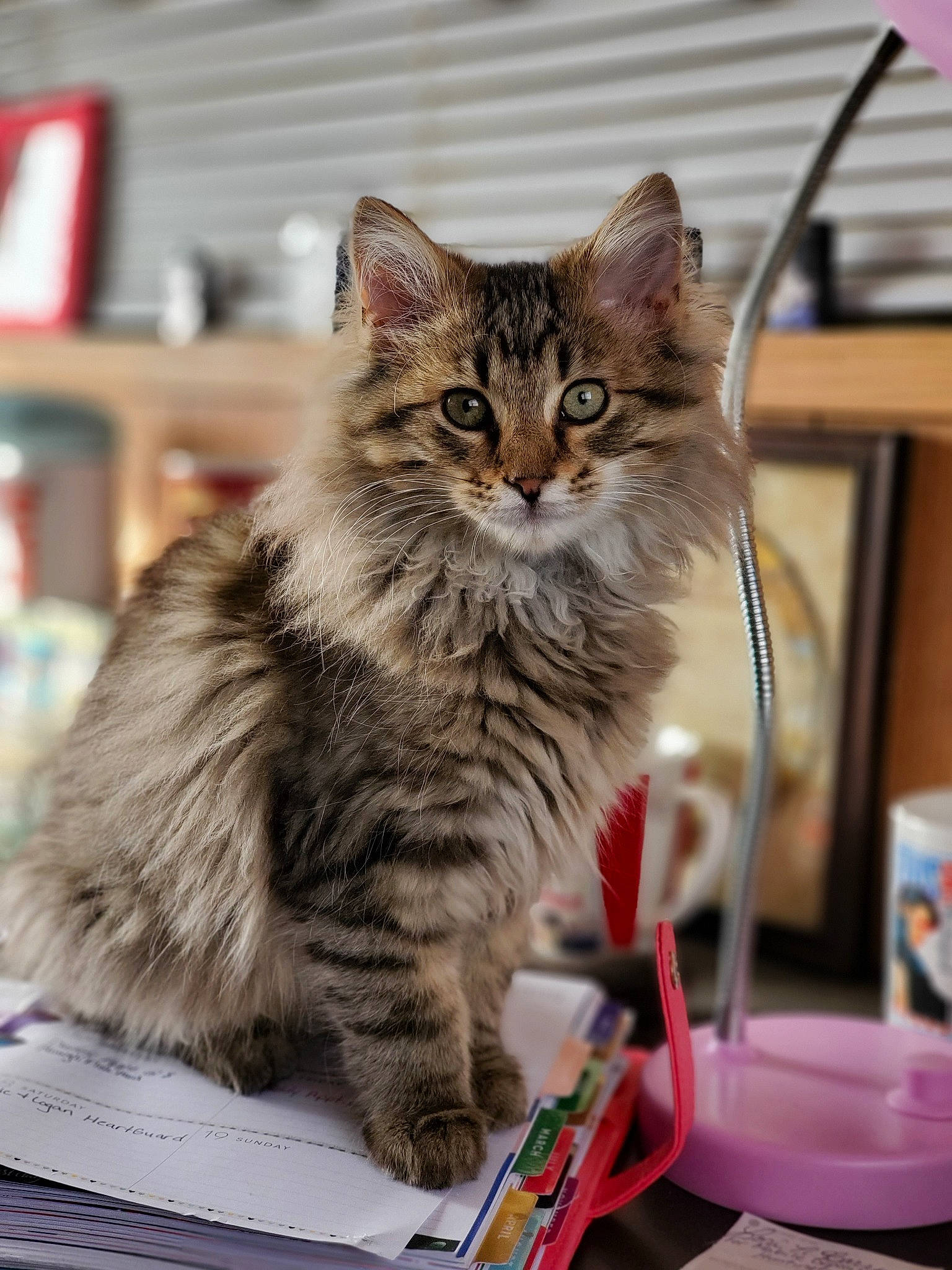 Mowgli joined the competition — help win amazing prizes! american_shorthair, asian, asian_semi_longhair, british_semi_longhair, carnivore, cat, domestic_long_haired_cat, domestic_short_haired_cat, dragon_li, european_shorthair, felidae, kitten, maine_coon, mammal, norwegian_forest_cat, siberian, small_to_medium_sized_cats, tabby_cat, vertebrate, whiskers