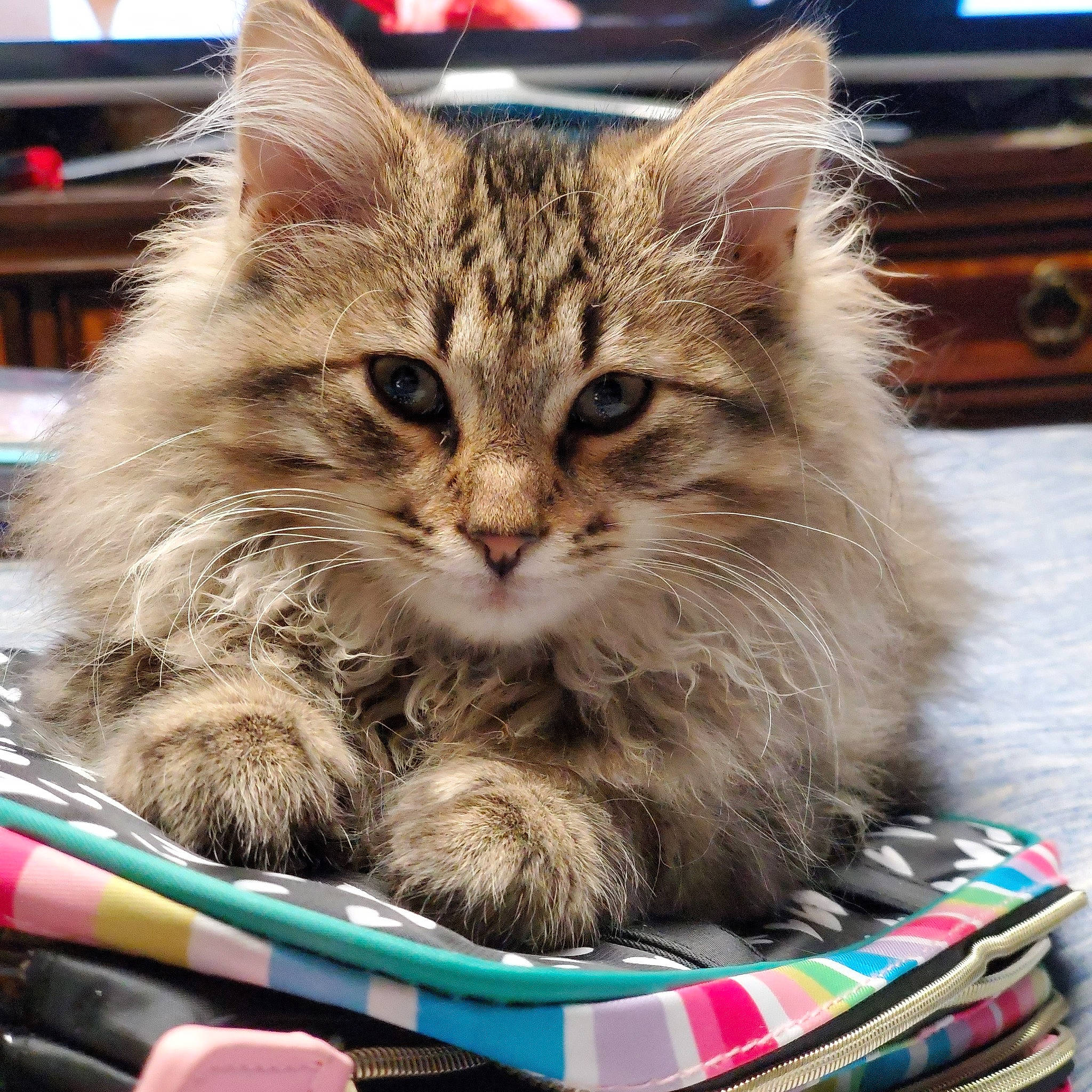 Mowgli is registered to the contest to win money with this photo: asian, asian_semi_longhair, british_semi_longhair, carnivore, cat, domestic_long_haired_cat, domestic_short_haired_cat, dragon_li, european_shorthair, felidae, kitten, maine_coon, mammal, norwegian_forest_cat, ragamuffin, siberian, small_to_medium_sized_cats, tabby_cat, vertebrate, whiskers