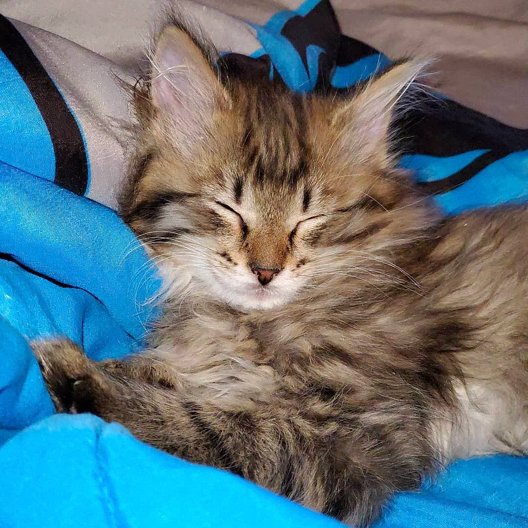 Mowgli joined the competition — help win amazing prizes! asian, asian_semi_longhair, british_semi_longhair, carnivore, cat, cymric, domestic_long_haired_cat, dragon_li, felidae, fur, kitten, maine_coon, mammal, norwegian_forest_cat, pixie_bob, ragamuffin, siberian, small_to_medium_sized_cats, vertebrate, whiskers