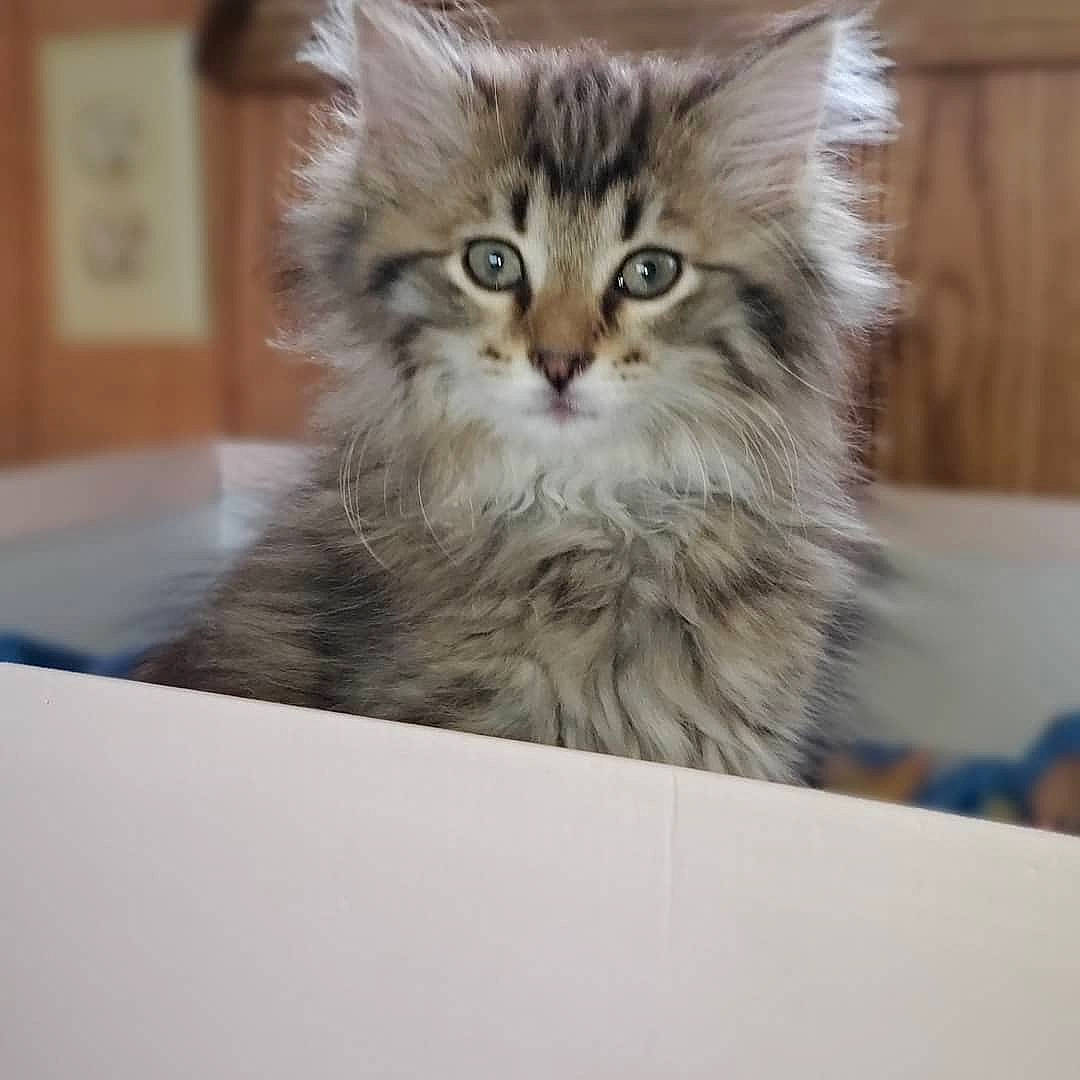 Mowgli joined the competition — help win amazing prizes! asian, asian_semi_longhair, british_longhair, british_semi_longhair, carnivore, cat, domestic_long_haired_cat, european_shorthair, felidae, kitten, maine_coon, mammal, norwegian_forest_cat, pixie_bob, ragamuffin, siberian, small_to_medium_sized_cats, tabby_cat, vertebrate, whiskers