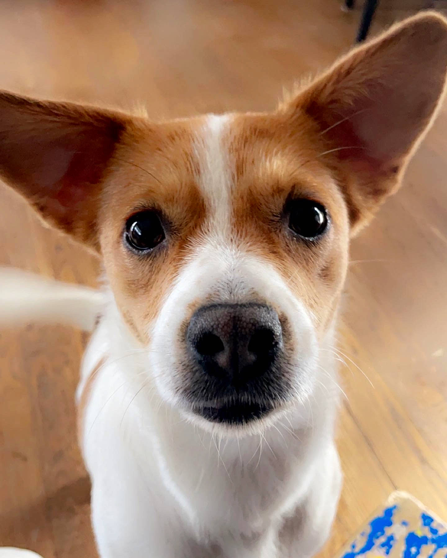 Ginger joined the competition — help win amazing prizes! ancient_dog_breeds, carnivore, close_up, companion_dog, dog, dog_breed, ear, fawn, fur, non_sporting_group, puppy, snout, sporting_group, terrestrial_animal, whiskers, working_animal