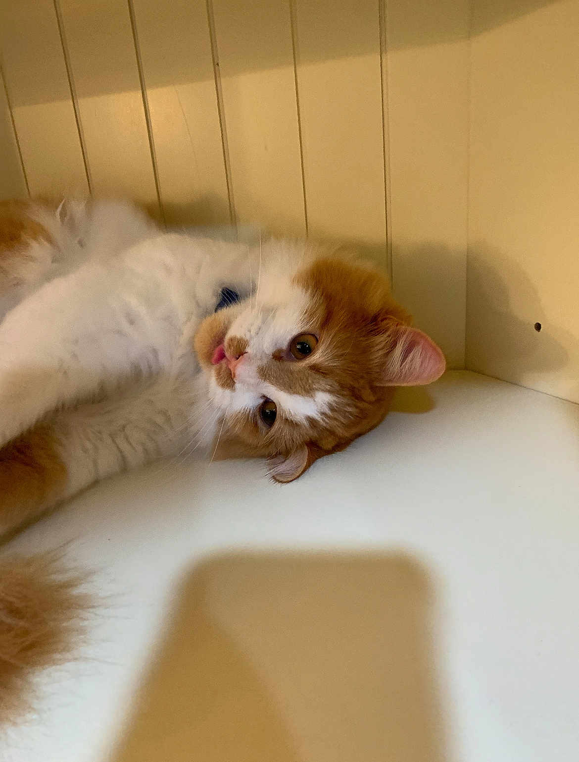 Beau is registered to the contest to win money with this photo: cat, orange_cat, white_cat, fluffy_cat, pet, indoor, resting, curious, tongue_out, feline, animal, cute, tabby, whiskers, ears, lying_down, shadow, wall, surface, domestic_cat