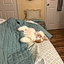 Beau is registered to the contest to win money with this photo: cat, sleeping, bed, quilt, blanket, orange_and_white, cozy, indoor, feline, resting, paws, pet, home, wooden_floor, door, pillow, patterned_bedspread, yellow_wall, quiet, relaxation