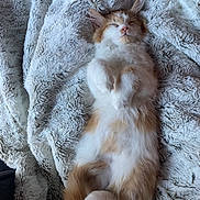 Beau is registered to the contest to win money with this photo: kitten, cat, sleeping, fluffy, orange, white, pet, animal, cute, cozy, blanket, relaxed, fur, paw, tail, indoor, resting, soft, adorable, nap