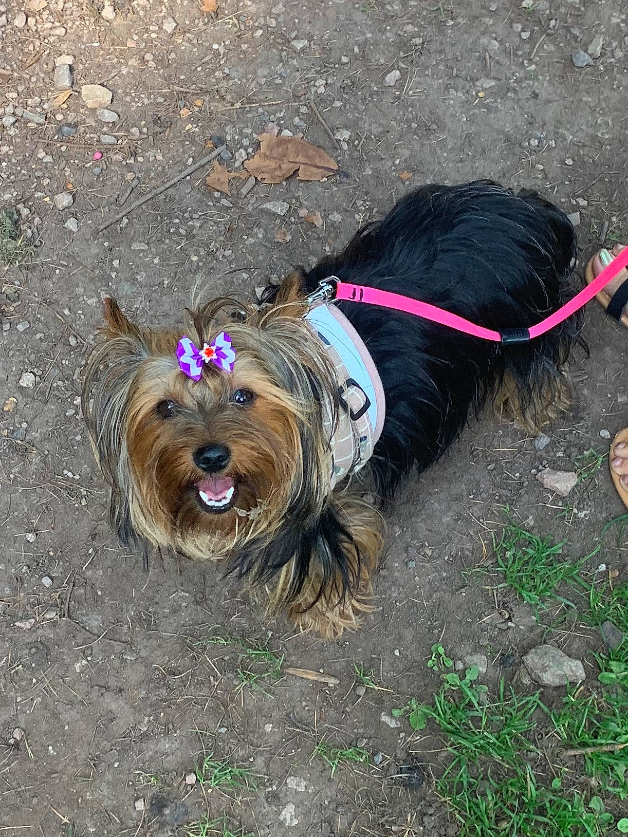 Chloe C joined the competition — help win amazing prizes! australian_silky_terrier, australian_terrier, cairn_terrier, canidae, carnivore, chinese_imperial_dog, companion_dog, dog, dog_breed, leash, lhasa_apso, mammal, rare_breed_dog, skye_terrier, small_terrier, sporting_group, terrier, toy_dog, vertebrate, yorkshire_terrier