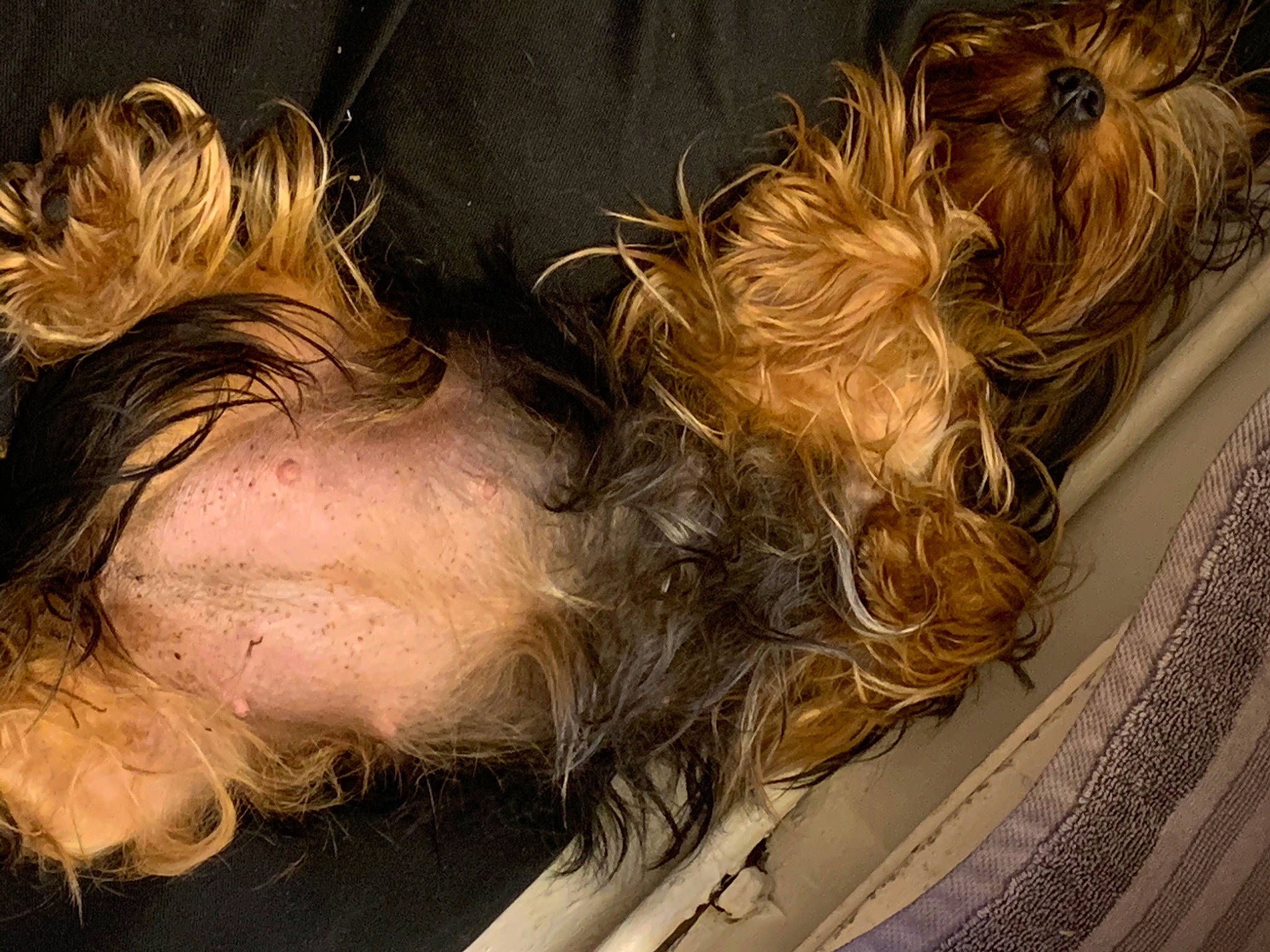 Chloe C is registered to the contest to win money with this photo: blond, brown_hair, canidae, fawn, hair, hair_coloring, hairstyle, long_hair, terrier