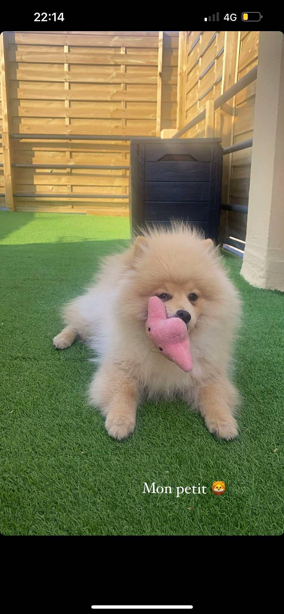 Doody participe au concours pour gagner de l'argent avec cette photo : ancient_dog_breeds, canidae, carnivore, companion_dog, dog, dog_breed, fawn, fur, german_spitz, german_spitz_klein, grass, non_sporting_group, pomeranian, snout, spitz, sporting_group, tail, toy_dog, volpino_italiano, working_animal