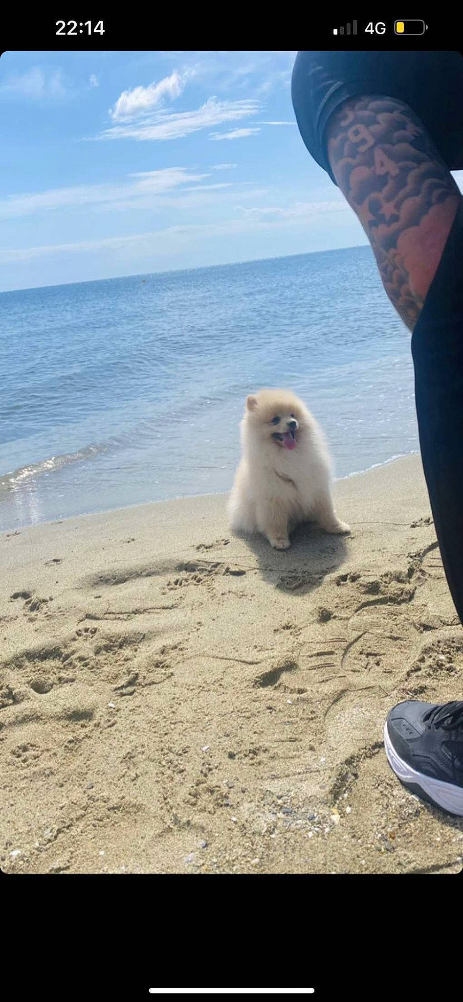 Doody a rejoint le concours — aidez-le/la à gagner de superbes lots ! beach, canidae, carnivore, cloud, coast, dog_breed, earless_seal, fur, marine_mammal, ocean, sand, seabird, seal, sky, sporting_group, terrestrial_animal, water, wave, wildlife, wind_wave