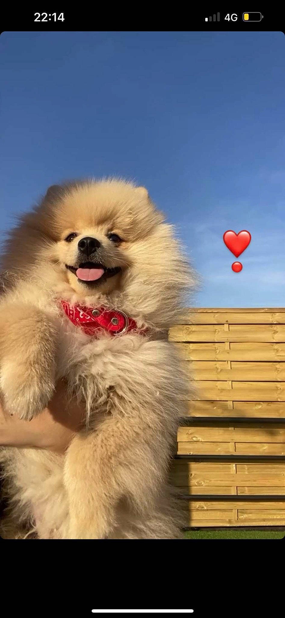 Doody a rejoint le concours — aidez-le/la à gagner de superbes lots ! canidae, carnivore, cloud, collar, companion_dog, dog, dog_breed, fawn, fur, german_spitz, german_spitz_klein, happy, paw, sky, smile, snout, spitz, sporting_group, toy_dog, whiskers