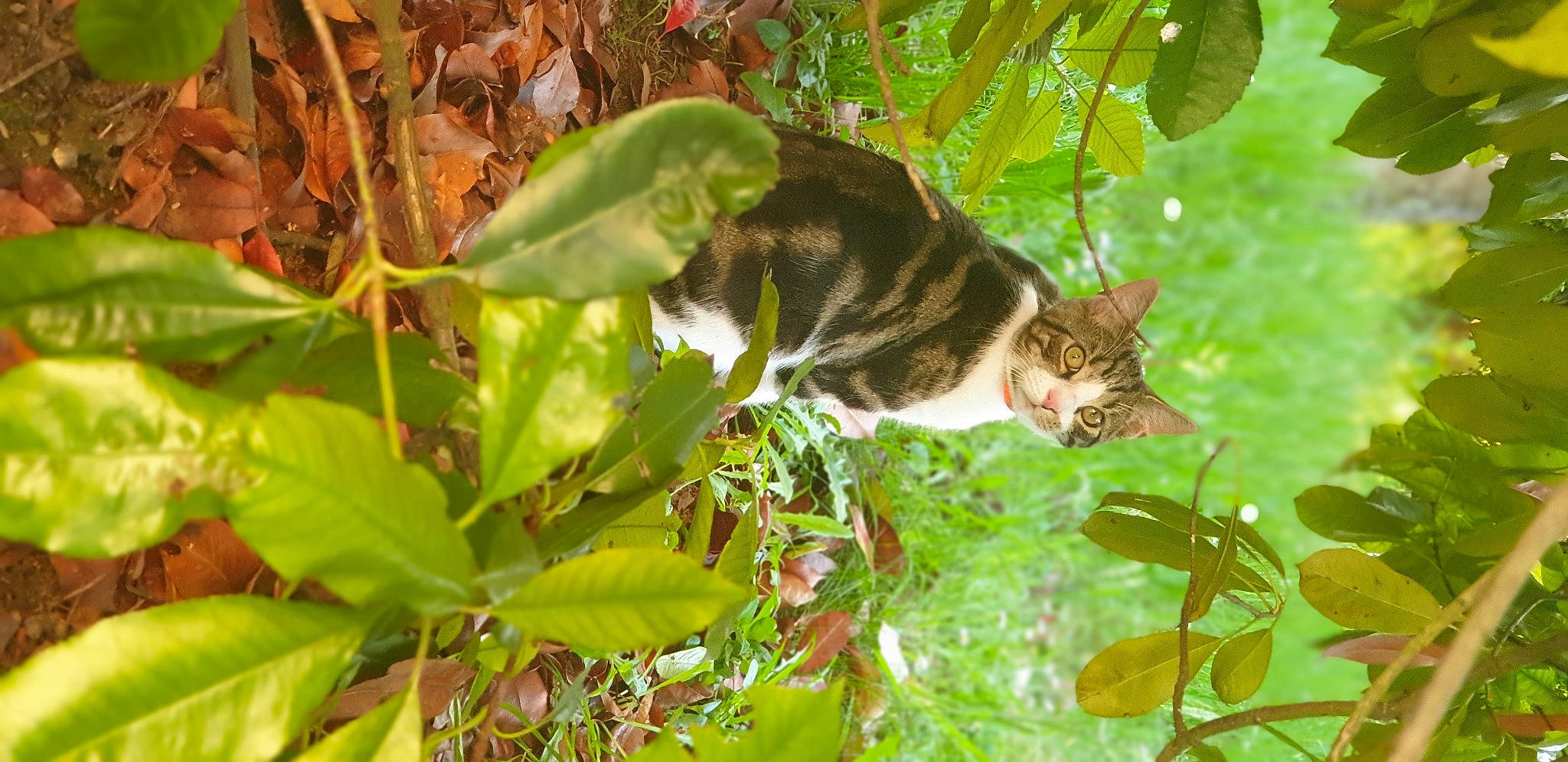 Apollon a rejoint le concours — aidez-le/la à gagner de superbes lots ! annual_plant, botany, carnivore, cat, domestic_short_haired_cat, felidae, fur, leaf, organism, perennial_plant, plant_stem, small_to_medium_sized_cats, tail, terrestrial_animal, terrestrial_plant, whiskers