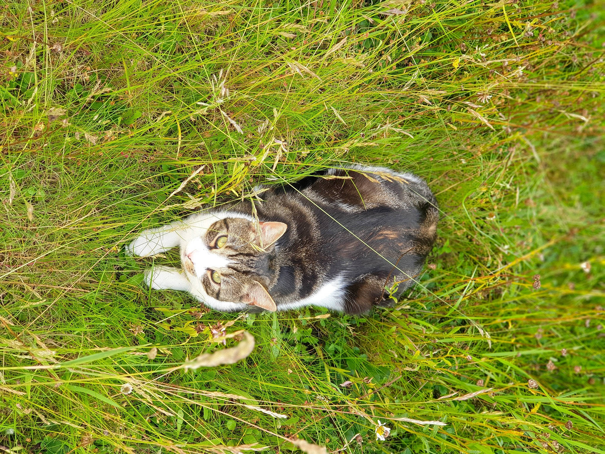 Apollon participe au concours pour gagner de l'argent avec cette photo : canidae, carnivore, cat, dog_breed, domestic_short_haired_cat, felidae, fur, grass, grass_family, grassland, groundcover, herb, plant, small_to_medium_sized_cats, snout, soil, sporting_group, tail, terrestrial_animal, whiskers