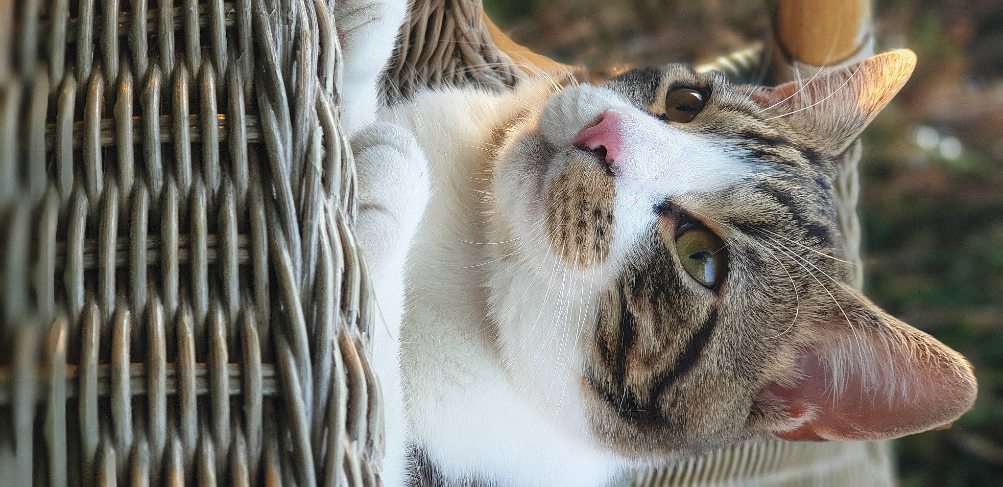 Apollon participe au concours pour gagner de l'argent avec cette photo : carnivore, cat, close_up, domestic_short_haired_cat, fawn, felidae, fur, peach, photography, small_to_medium_sized_cats, snout, tabby_cat, terrestrial_animal, vertebrate, whiskers