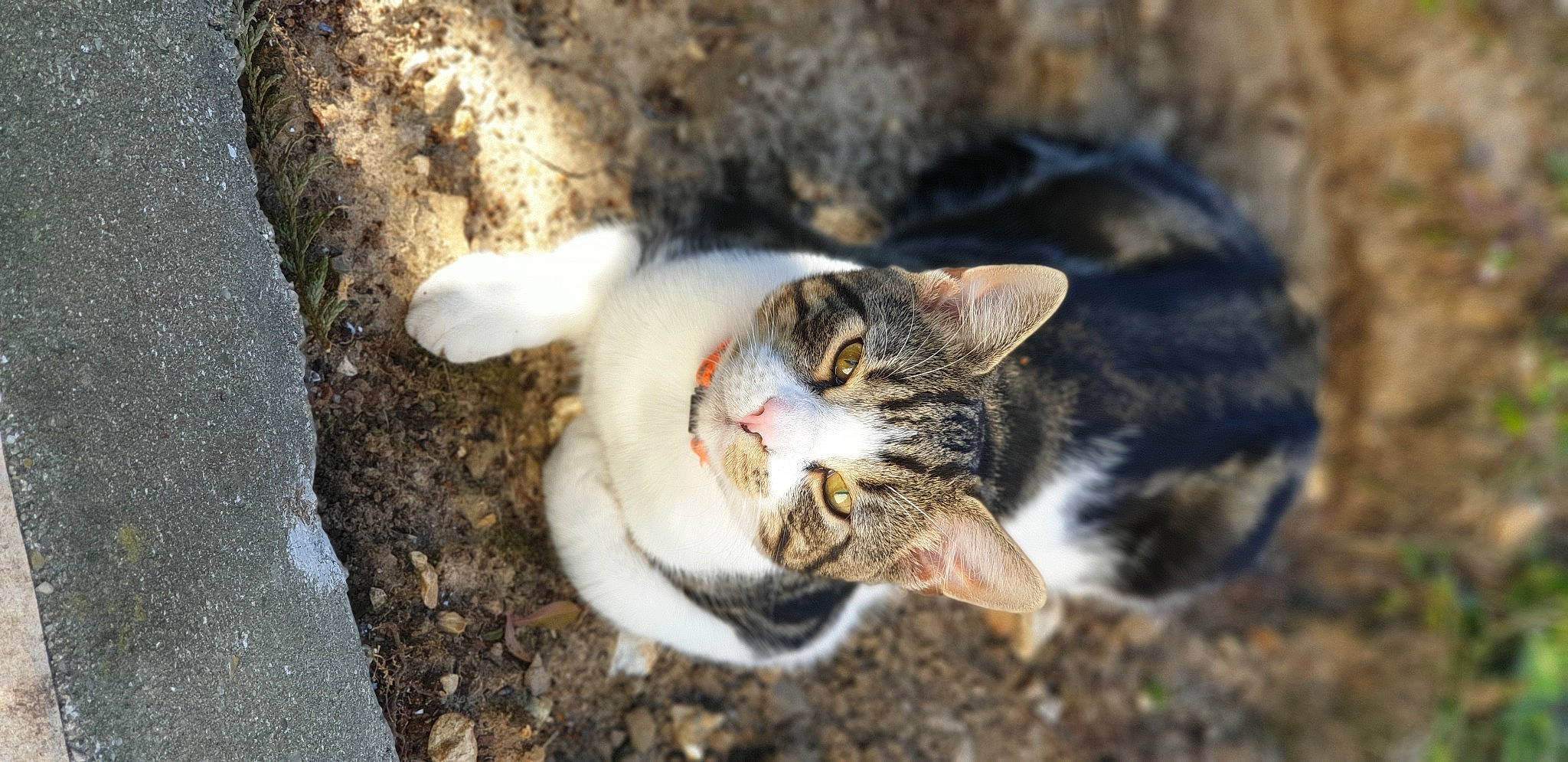 Apollon a rejoint le concours — aidez-le/la à gagner de superbes lots ! carnivore, cat, domestic_short_haired_cat, felidae, fur, organism, small_to_medium_sized_cats, snout, soil, tabby_cat, terrestrial_animal, vertebrate, whiskers