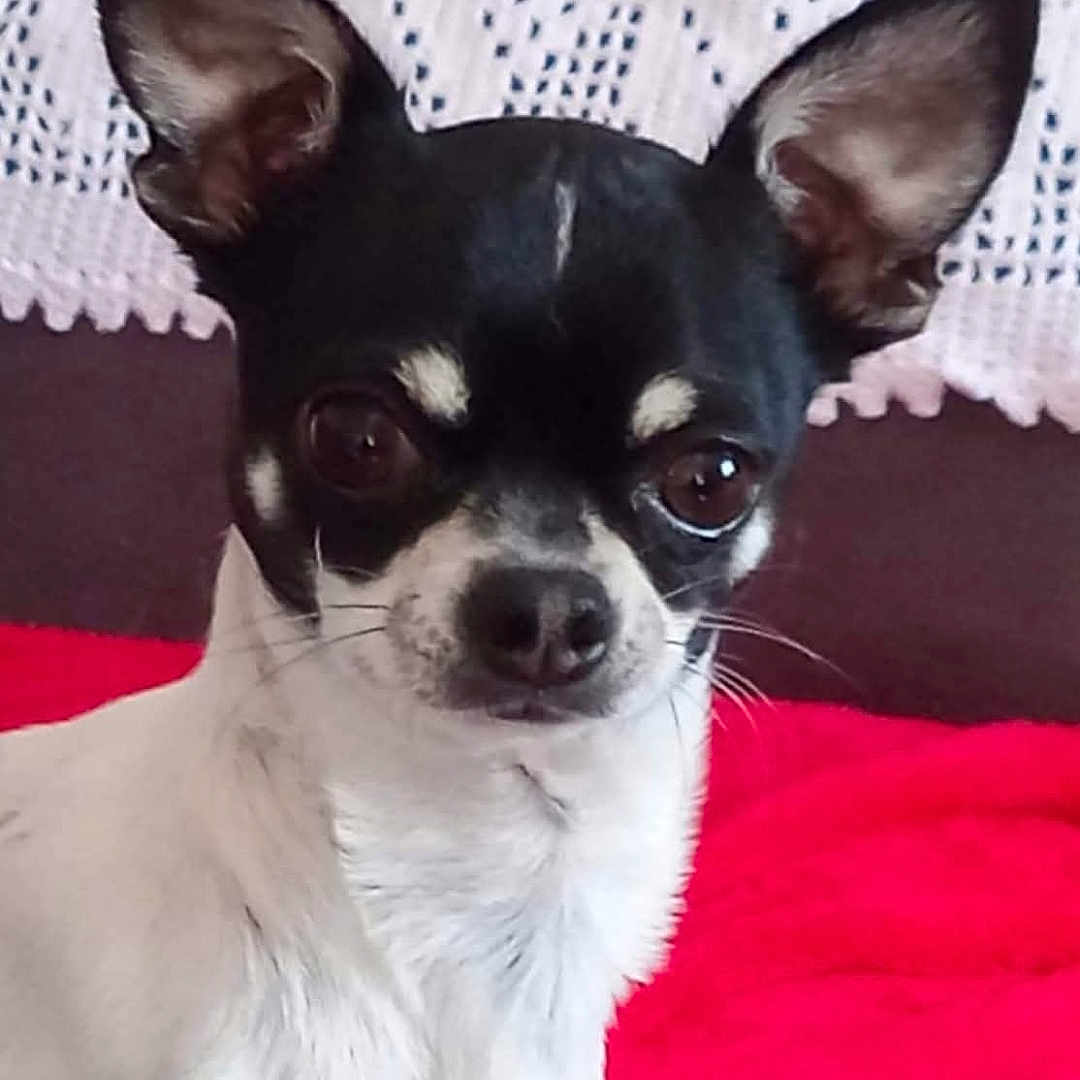 Oscar participe au concours pour gagner de l'argent avec cette photo : alert, animal, background, black_and_white, canine, chihuahua, close_up, companion, cute, dog, ears, face, fur, indoor, looking, pet, portrait, red_blanket, small_dog, whiskers