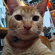 Ginger joined the competition — help win amazing prizes! animal, bell, cat, close_up, clutter, collar, curious, ears, eyes, face, feline, fur, home, indoor, nose, orange_tabby, pet, shelf, sitting, whiskers