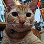 animal, bell, cat, close_up, clutter, collar, curious, ears, eyes, face, feline, fur, home, indoor, nose, orange_tabby, pet, shelf, sitting, whiskers