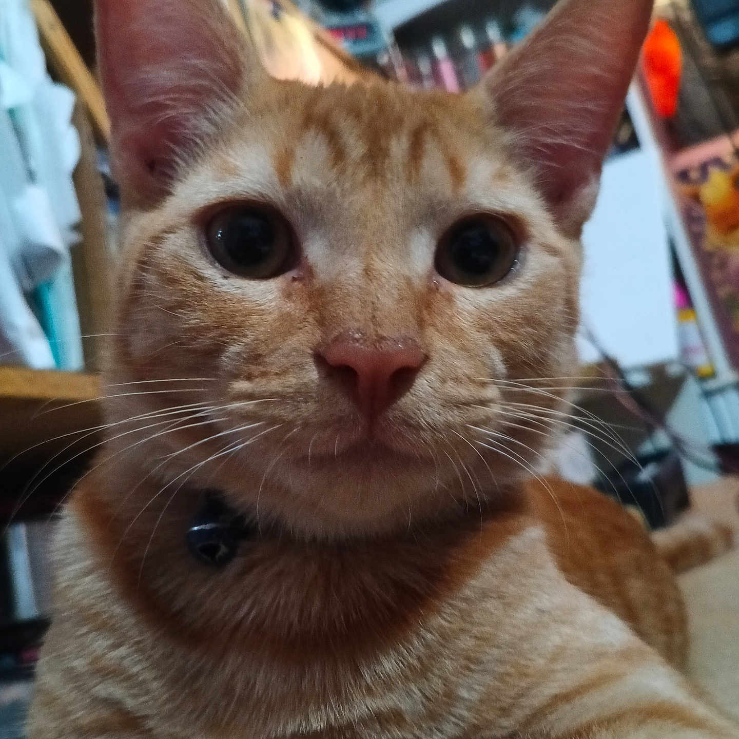Ginger