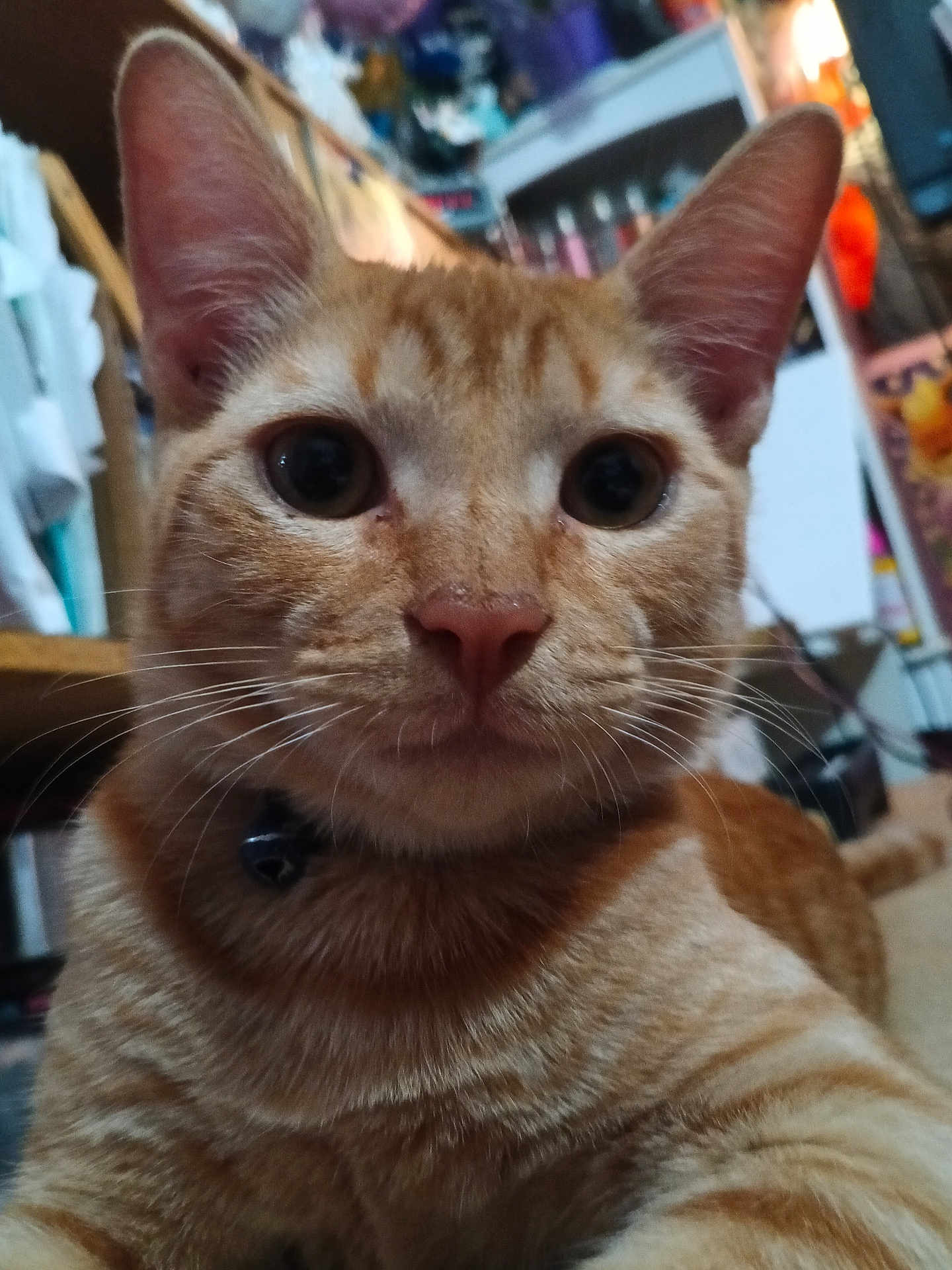 Ginger