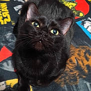 Babygirl joined the competition — help win amazing prizes! animal, black_cat, blanket, cat, closeup, colorful, cute, ears, eyes, feline, fur, fur_texture, indoor, looking_up, nose, paw, pet, resting, star_wars, whiskers