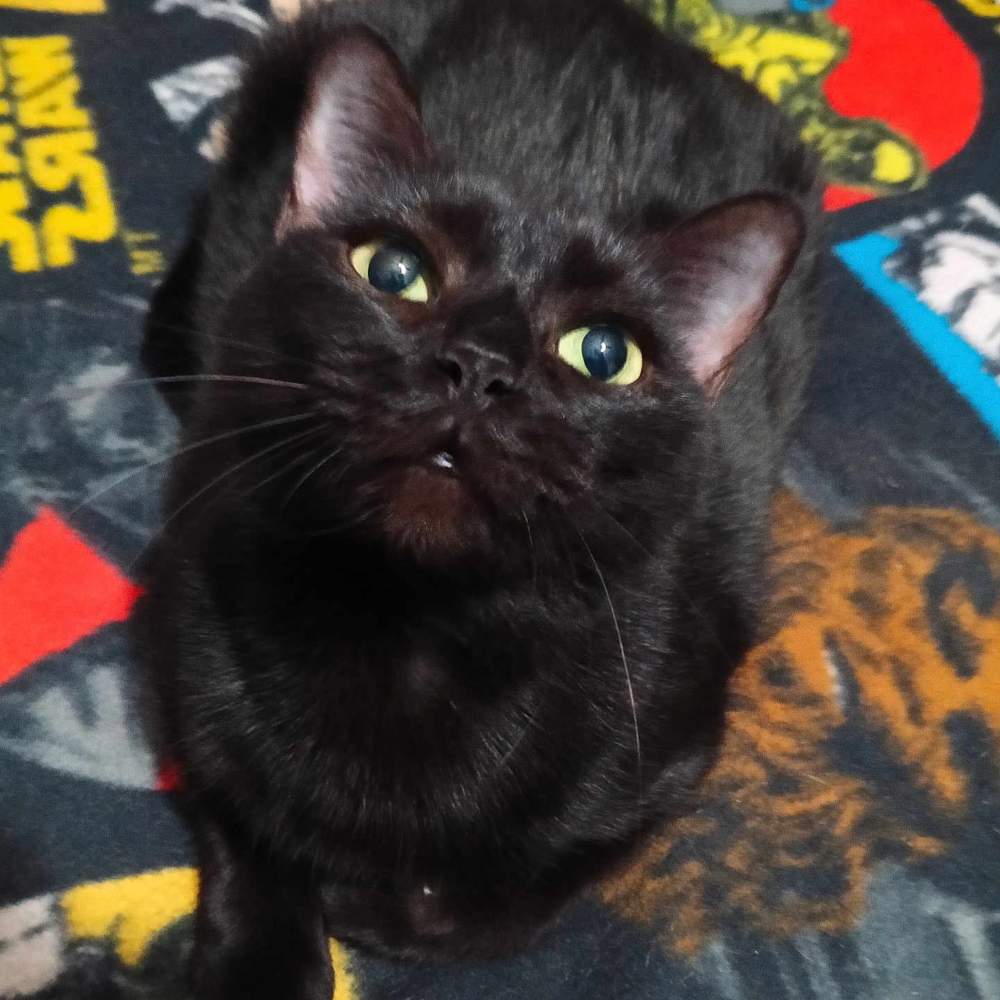 Babygirl joined the competition — help win amazing prizes! animal, black_cat, blanket, cat, closeup, colorful, cute, ears, eyes, feline, fur, fur_texture, indoor, looking_up, nose, paw, pet, resting, star_wars, whiskers