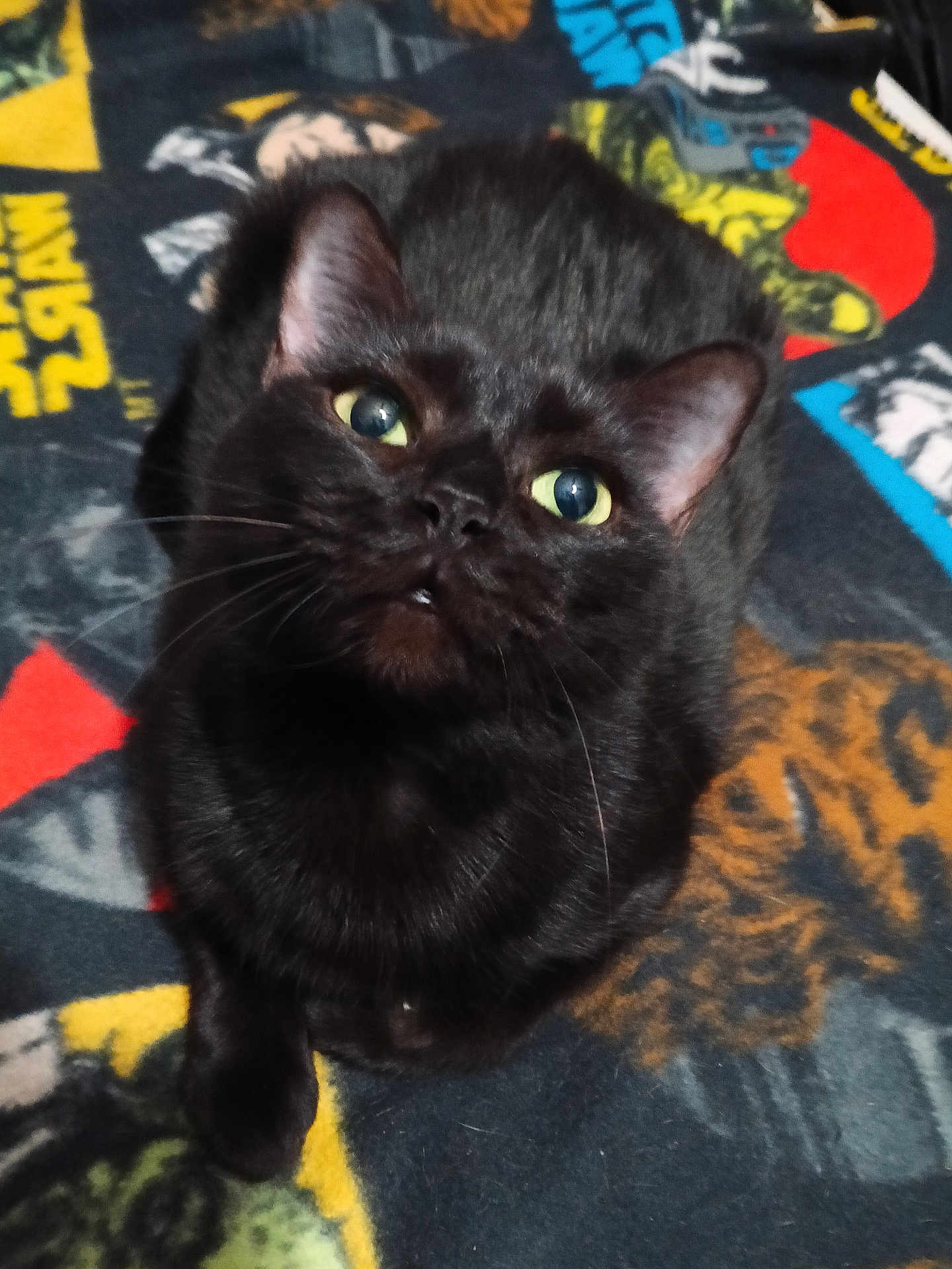 Babygirl joined the competition — help win amazing prizes! animal, black_cat, blanket, cat, closeup, colorful, cute, ears, eyes, feline, fur, fur_texture, indoor, looking_up, nose, paw, pet, resting, star_wars, whiskers