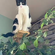 Kirby joined the competition — help win amazing prizes! cat, black_and_white, indoor, tree, platform, leafy, plant, stone_wall, perched, curious, pet, animal, feline, domestic, whiskers, ears, tail, wood, nature, houseplant