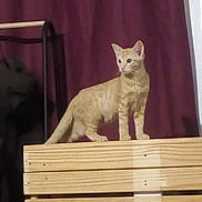 Le Chat participe au concours pour gagner de l'argent avec cette photo : cat, ginger_cat, wooden_crate, indoor, curtains, pet, animal, feline, standing, alert, ears_up, whiskers, tail, domestic_cat, fur, looking_away, side_view, background, home, curiosity