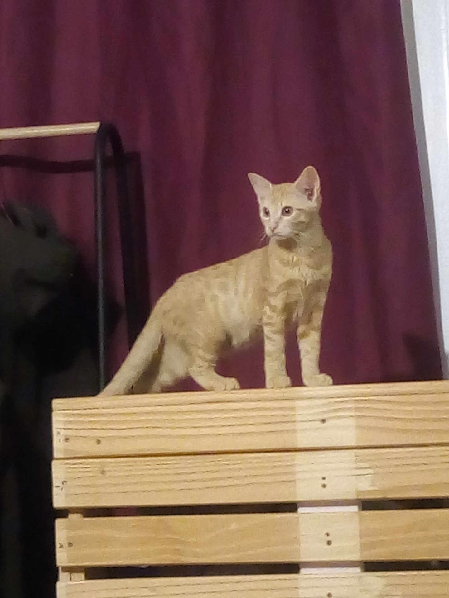 Le Chat participe au concours pour gagner de l'argent avec cette photo : cat, ginger_cat, wooden_crate, indoor, curtains, pet, animal, feline, standing, alert, ears_up, whiskers, tail, domestic_cat, fur, looking_away, side_view, background, home, curiosity