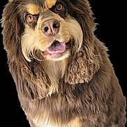 Bandit joined the competition — help win amazing prizes! dog, fluffy, long_hair, friendly, curious, pet, animal, brown, cream, tongue_out, looking_up, ears, cute, mammal, isolated, portrait, adorable, furry, canine, happy