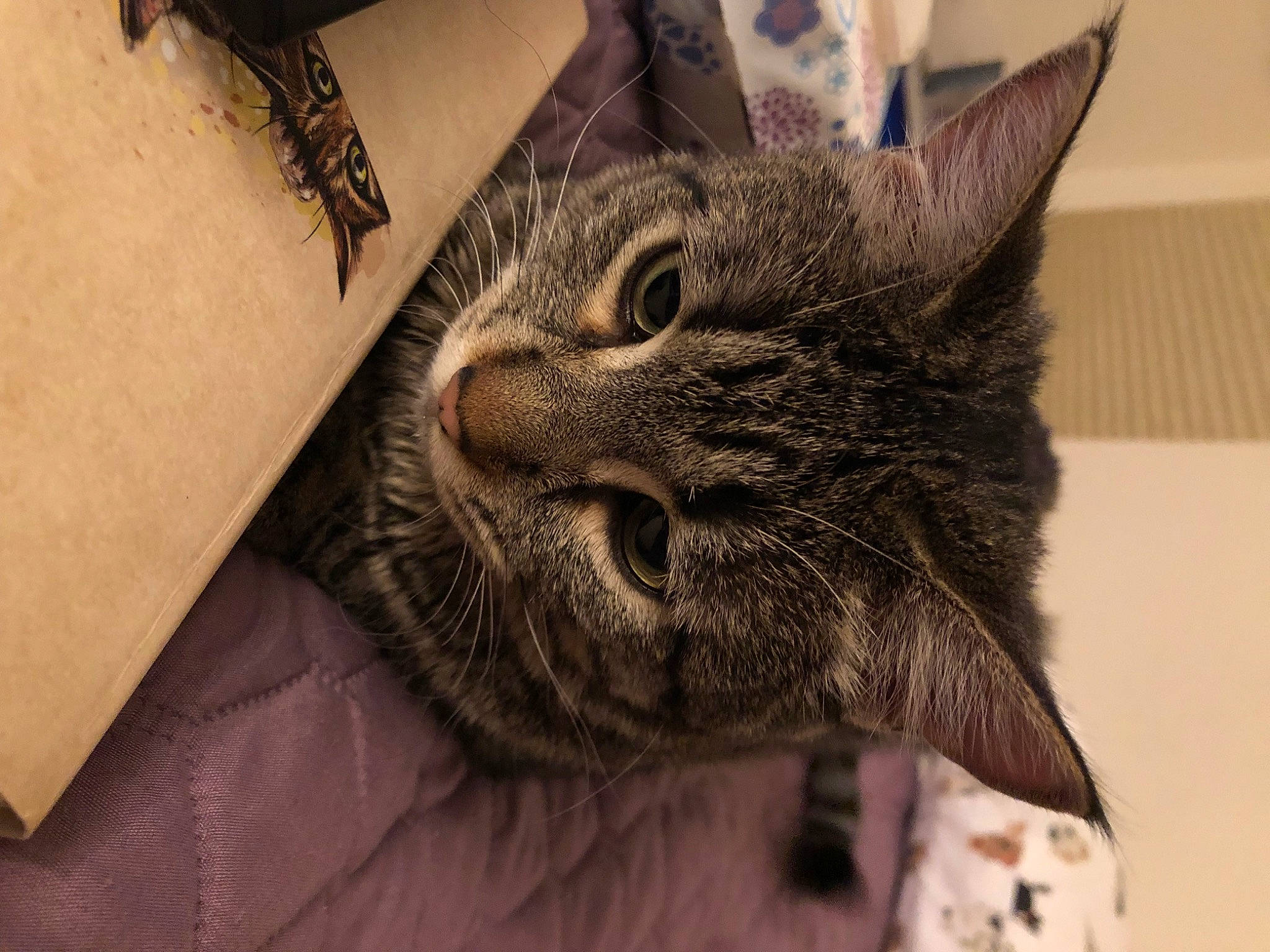 Cricket joined the competition — help win amazing prizes! carnivore, cat, claw, comfort, domestic_short_haired_cat, ear, elbow, felidae, fur, human_leg, paw, small_to_medium_sized_cats, snout, temporary_tattoo, terrestrial_animal, whiskers, wrist