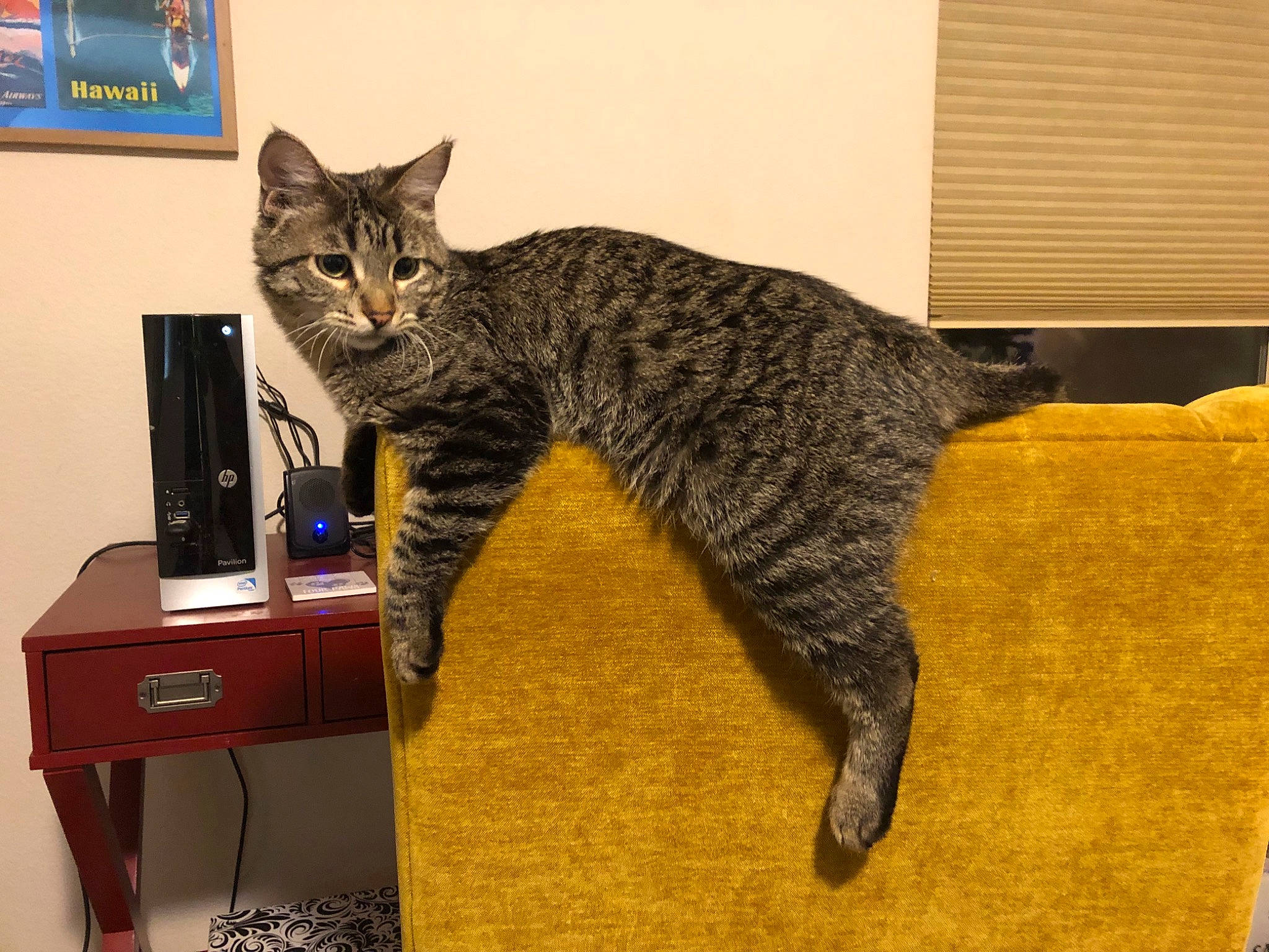 Cricket joined the competition — help win amazing prizes! carnivore, cat, claw, comfort, domestic_short_haired_cat, drawer, felidae, flooring, fur, paw, room, shelf, small_to_medium_sized_cats, tail, terrestrial_animal, whiskers, wood