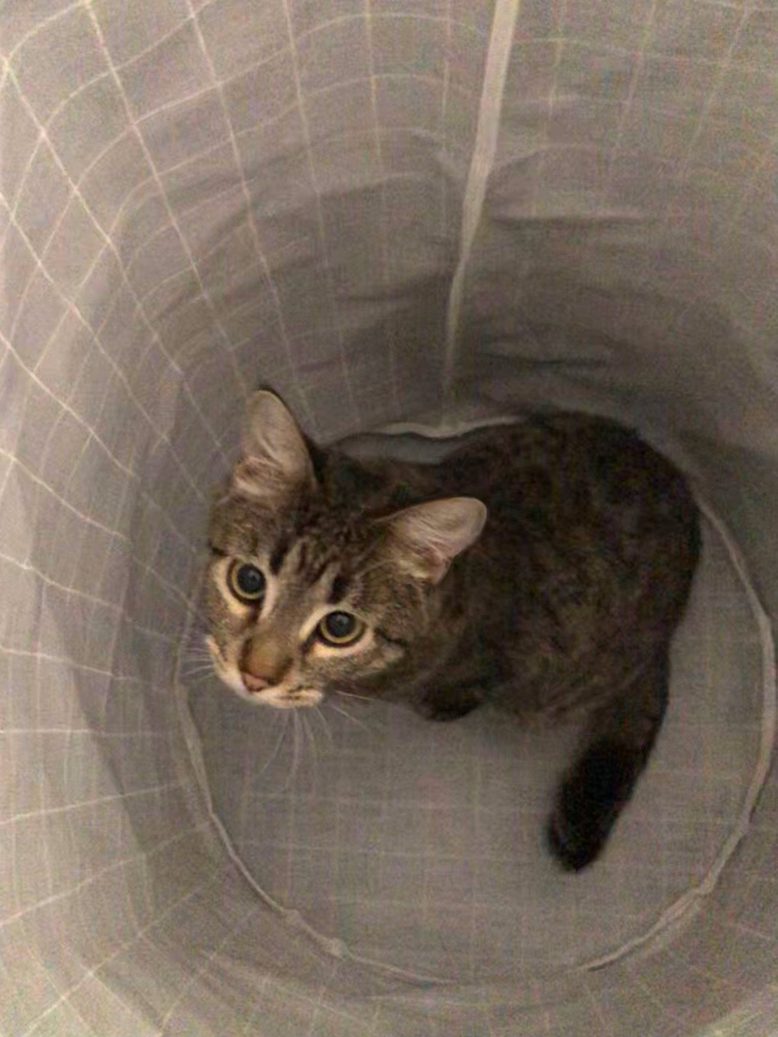 Cricket joined the competition — help win amazing prizes! carnivore, cat, circle, domestic_short_haired_cat, eye, felidae, fur, illustration, pet_supply, small_to_medium_sized_cats, snout, tail, terrestrial_animal, whiskers, window