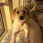 Penny is registered to the contest to win money with this photo: dog, pet, small_dog, white_dog, fur, collar, dog_tag, paws, window, sunlight, golden_light, blanket, couch, indoor, portrait, relaxed, cute, whiskers, tail, nose