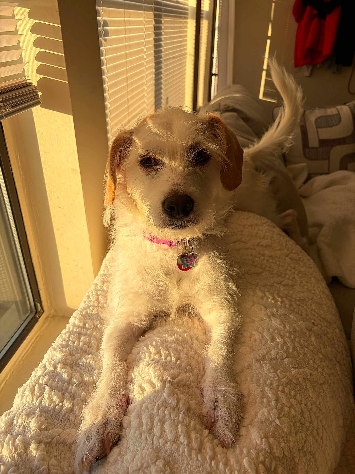 Penny is registered to the contest to win money with this photo: dog, pet, small_dog, white_dog, fur, collar, dog_tag, paws, window, sunlight, golden_light, blanket, couch, indoor, portrait, relaxed, cute, whiskers, tail, nose