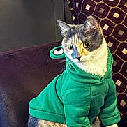 Peaches is registered to the contest to win money with this photo: cat, green_hoodie, pet_clothing, indoor, chair, patterned_cushion, fur, animal, cute, sitting, attentive, domestic_cat, feline, cozy, portrait, whiskers, ears, eyes, costume, funny