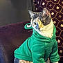 cat, green_hoodie, pet_clothing, indoor, chair, patterned_cushion, fur, animal, cute, sitting, attentive, domestic_cat, feline, cozy, portrait, whiskers, ears, eyes, costume, funny