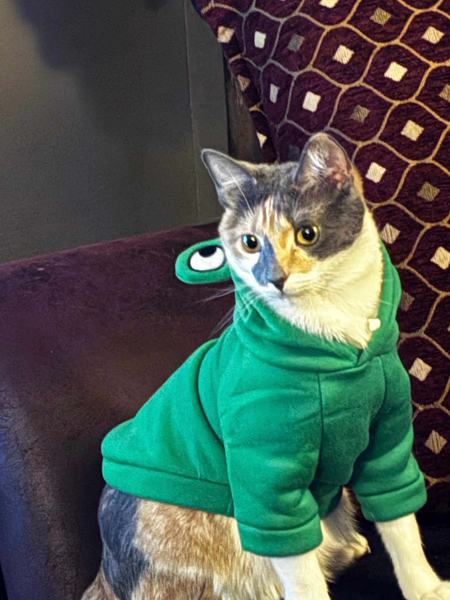 Peaches is registered to the contest to win money with this photo: cat, green_hoodie, pet_clothing, indoor, chair, patterned_cushion, fur, animal, cute, sitting, attentive, domestic_cat, feline, cozy, portrait, whiskers, ears, eyes, costume, funny