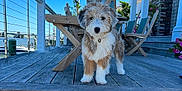 Patch is registered to the contest to win money with this photo: animal, architecture, building, canine, deck, dog, house, housing, jar, outdoors, pet, plant, planter, porch, pottedplant, puppy, shelter, water, waterfront, wood
