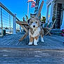 animal, architecture, building, canine, deck, dog, house, housing, jar, outdoors, pet, plant, planter, porch, pottedplant, puppy, shelter, water, waterfront, wood