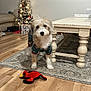 Patch is registered to the contest to win money with this photo: animal, architecture, building, canine, couch, dog, flower, furniture, hardwood, head, indoors, interiordesign, livingroom, person, pet, poodle, puppy, room, terrier, wood