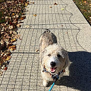Patch is registered to the contest to win money with this photo: accessories, animal, canine, dog, flagstone, leash, nature, outdoors, path, pet, plant, poodle, puppy, sidewalk, slate, strap, terrier, vegetation, walkway, whitedog