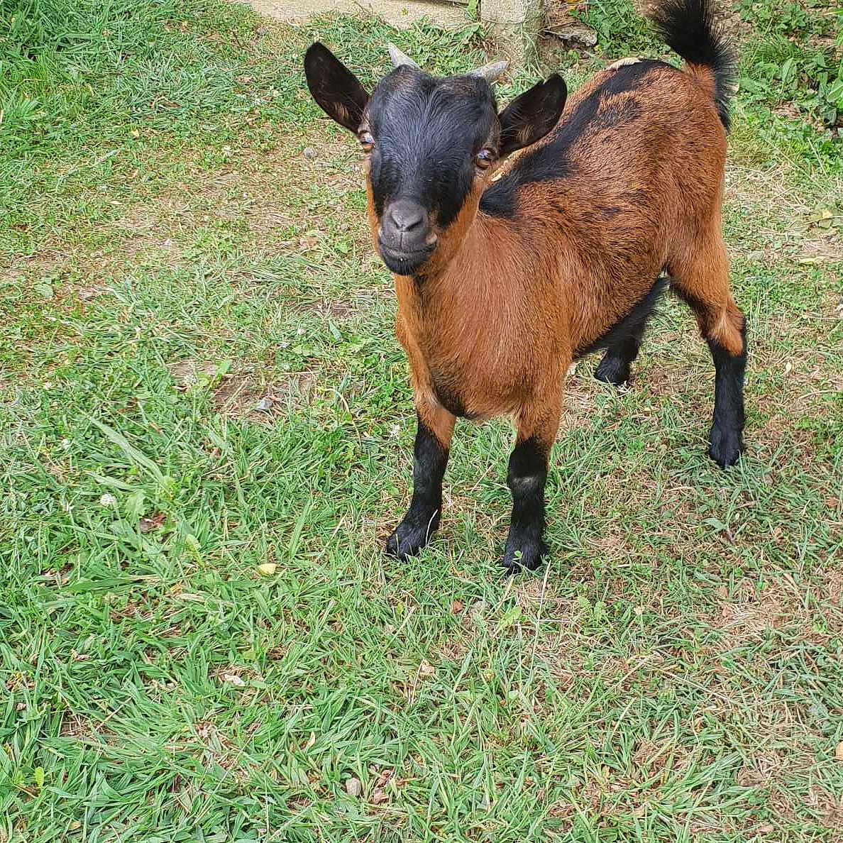 Chocolatine